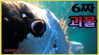 【Spearfishing】Uncontrollable 60cm Monster!