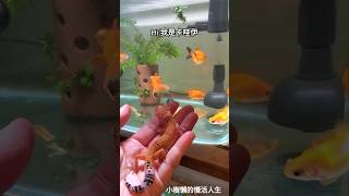 豹紋守宮寶寶‘’卡哇伊‘’的成長日記Baby Gecko's Daily Life ～ 媽咪的手手就是我最好的加熱墊❤️      #pets #gecko #豹紋守宮 #寵物 #有趣