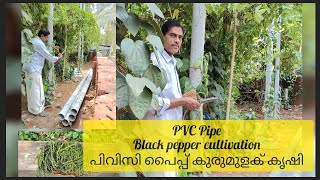 Black pepper cultivation in PVC pipe 🌿. പിവിസി പൈപ്പ് ഉപയോഗിച്ച് കുരുമുളക് കൃഷി | Part-1