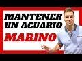 🐠Mantenimiento Básico De Un Acuario Marino Y Algunos Trucos