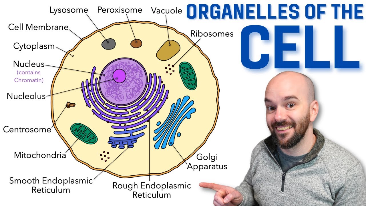 Plant Cell Organelles A Visual Guide To Their Roles Transtutor Blog