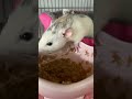 rats eating weetabix with apple juice