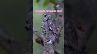 Female Eastern Screech Owl calling her mate