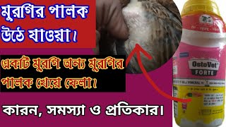 একটি মুরগি অন্য মুরগির পালক খায় কেন❓Chicken feathers go up and why one chicken eats another feather