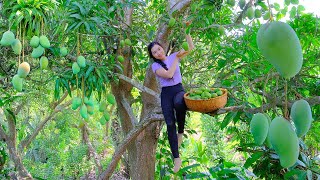 Harvest Wild Mangoes To Sell At The Market, Dig The Soil, Apply Fertilizer, Plant Vegetables.