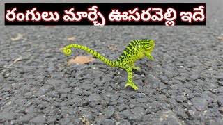 రంగులు మార్చే ఊసరవెల్లిని మీరు ఎప్పుడైనా చూశారా | ఇదిగో చూడనివారు చూడండి