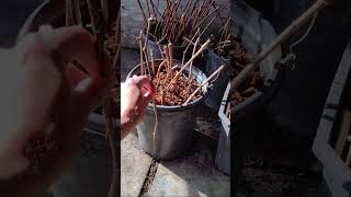 An Easy Way How to Propagate New Grape Plants.