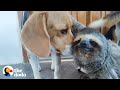 Rescued Sloth Becomes Best Friends With a Beagle | The Dodo Odd Couples