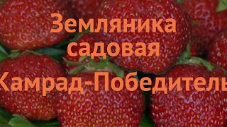 Земляника садовая Камрад-Победитель 🌿 обзор: как сажать, саженцы земляники Камрад-Победитель