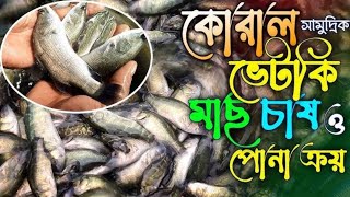 প্রথমবারের মতো পুকুরে সামুদ্রিক কোরাল মাছ চাষ | Coral Cultivation