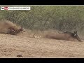 Wildlife Khargosh Ka Shikar 2019 Rabbit Hunting With Dogs