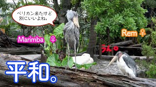 ハシビロコウのマリンバ、アフリカハゲコウのレムちゃんと一緒にペリカンチームをやり過ごす!そしてボンゴは接客☆ボンゴ\u0026マリンバ2  part7　SHOEBILL \