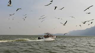 🇨🇳中國自然雲南昆明滇池海鷗空中飛翔紅嘴鷗 China Yunnan Kunming Tien Lake Dian Chi Flying Seagulls Blue Sky Sunset