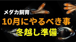 10月にやっておくべき事　メダカ飼育、冬越し準備開始