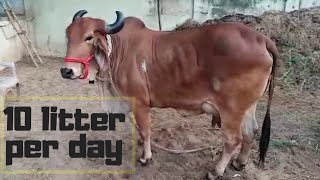 Powerful Gir Cow ||desi cow||Brazil Breed||High Milk capacity Cow||