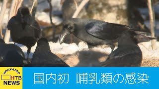 国内初　哺乳類の感染を確認　高病原性鳥インフルエンザ　札幌でキタキツネから