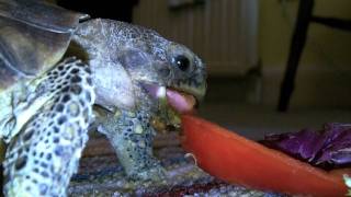 Albert the tortoise eating