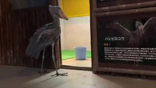 shoebill ハシビロコウ　ボンゴ家に帰る