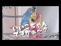 vol.204『換羽中も元気にお喋りするインコ』お喋りインコのサクちゃん