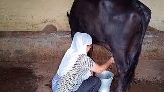 ll punjabi rural lifestyle😊 ll village life of punjab 😘ll by punjabi home cooking ll