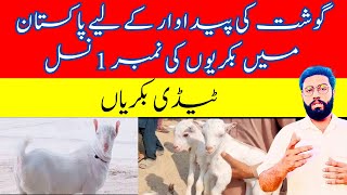 All About Teddy Goats || Pure Meat Breed || Pakistani No 1 Meat Breed || Dr Noman Ali