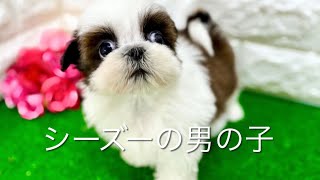 シーズーの子犬　（和歌山）