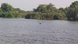 Muthurajawela   Birdwatching   Boat Safari with NatureCare Leisure +9477O5OO352 The Ecotourism Compa