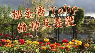 如何栽种及养护郁金香How to Plant and Grow Tulips