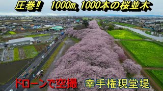 ドローンで空撮　幸手権現堂堤桜並木