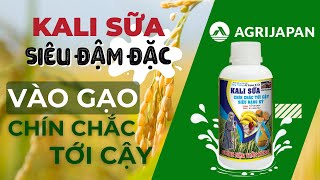 AgriJapan | VÀO GẠO NHANH, CHÍN CHẮC TỚI CẬY CÙNG KALI SỮA AGRIJAPAN