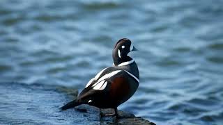 Male Harlequin Duck