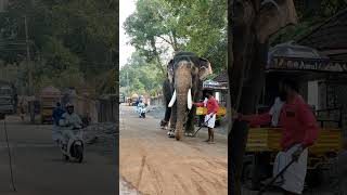 POSE ചെയ്യാൻ പഠിപ്പിക്കേണ്ട ആശാനേ. അത് എനിക്ക് നല്ലവണ്ണം അറിയാം. #aana