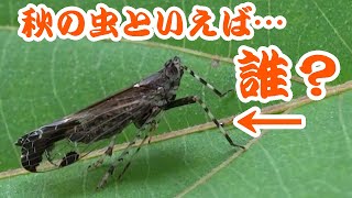 秋の昆虫といえば、これ！…いや誰？？