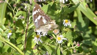 Sagana Fritillary on Asteroideae メスグロヒョウモン♀が野菊を訪花吸蜜