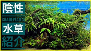 陰性水草水槽レイアウト変更 アクアリウム Feat 団長 陰性水草水槽レイアウト変更 アクアリウム Feat 団長