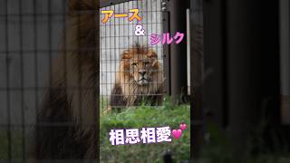 イケメン🦁アース＆可愛い🩷シルク【相思相愛🥰】 #のんほいパーク #lion #旭山動物園#オリトの妹 #桐生が岡動物園 #つむぎ