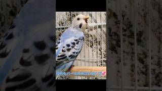 今日もパールの大きいあくび😂😍#インコのパール #セキセイインコ #セキセイインコかわいい