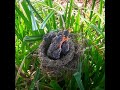 both bar winged prinia all chicks may be very hungry