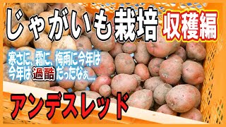 【じゃがいも栽培】赤いじゃがいもアンデスレッド収穫編。今年はなんとか収穫出来ました