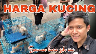 Harga kucing di bandung