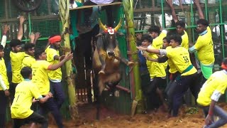 என்னா jump 😱😱 காளை எவளோ துரோம் தாண்டுது🙄🙄 || jallikattu || jallikattu video || jallikattu ||