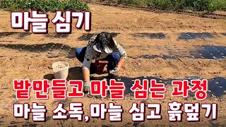 난지형 남도 마늘 심기. 마늘밭 두둑만들기와 비닐 멀칭하기. 씨마늘 소독하기여 심는 과정. 마늘 심는 깊이와 흙덮기.