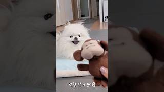 인형던지기 놀이하다가 멈췄을때 강아지 반응 ㅋㅋㅋ