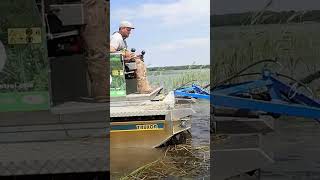 How to remove invasive weeds like phragmite. #agriculture #farming #farmer #weedkiller #weeding