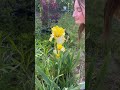 The Sweet Smells of Spring!🌼 #short #shorts #shortvideo #iris #garden #gardening