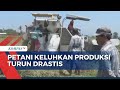 Beras Mahal, Petani di Lumajang Keluhkan Produksi Turun Drastis