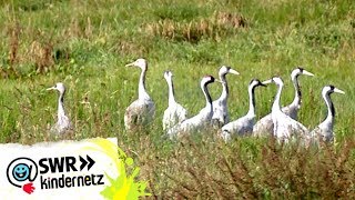 OLI's Expedition: Kraniche - Vögel des Glücks | OLI's Wilde Welt | SWR Kindernetz