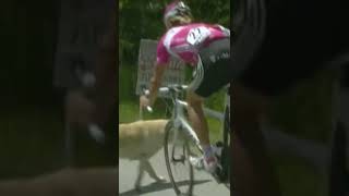 Who let the dogs out? 😭 Luckily no riders or dogs were injured #shorts | Eurosport