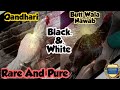 Black&white Rangeen Pure and Rare Aseel Birds Hot Favorite | Faisal butt