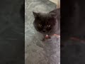 cuts cat fun just 2rs shots tranding cats funny